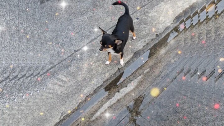 #CHIWAWA