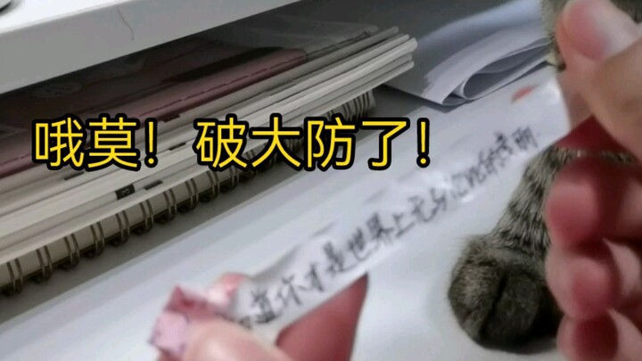 Về con mèo của tôi, nó đã giúp tôi phát hiện ra những chiêu trò tinh tế của bạn trai cũ… Ai mà chịu 