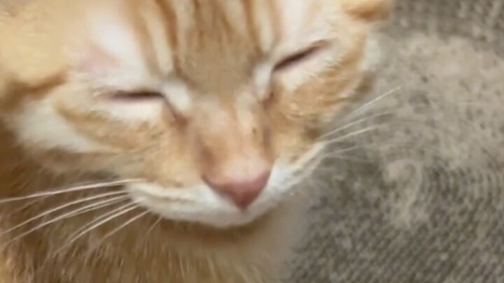 Tentang kucing kecil yang langsung ngomong terus-menerus sama saya begitu bangun tidur