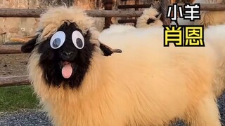 Những video thú vị về động vật!