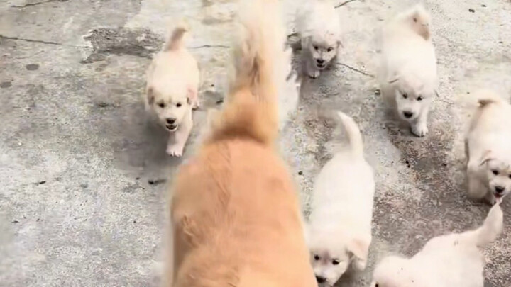 ลูกของฉันคลอดลูกที่เหมือนกับมันเป๊ะๆ ออกมาเยอะมาก