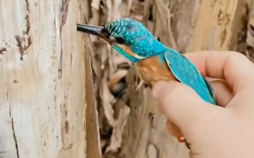 นกกระเต็น: ขอบใจเธอนะ!