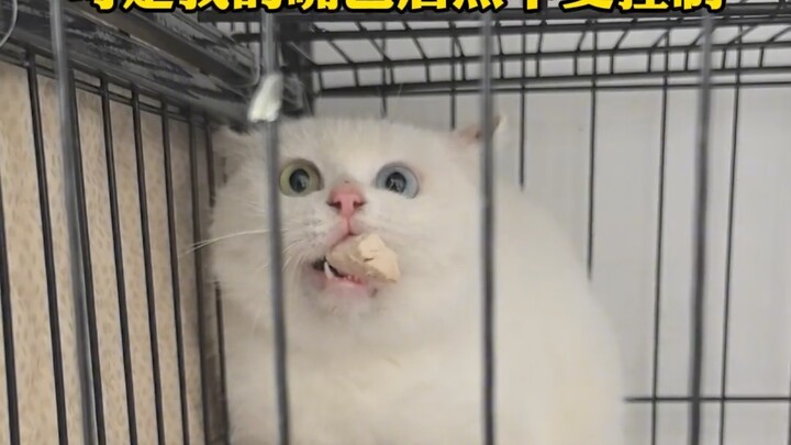 Hakimi with Code Conflicts