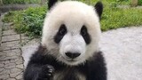 Binatang|Panda Raksasa Xiao Qi Ji Tumbuh Besar