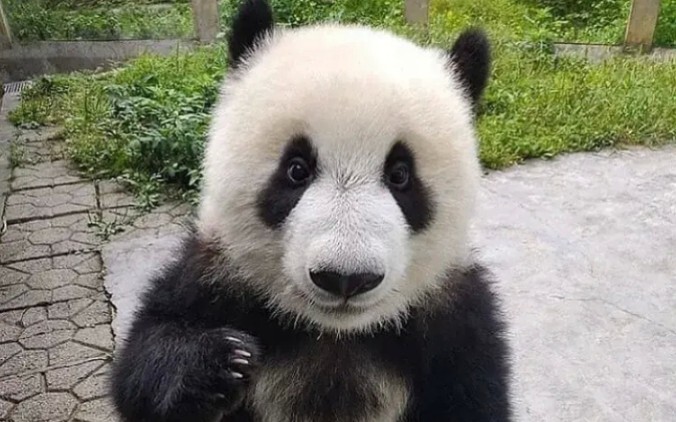 Entertainment|Panda "Xiao Qi Ji" Growing up