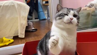 Seberapa sulitkah menurunkan berat badan pada kucing? Piggy: Hari ini aku harus mengangkat pantatku 