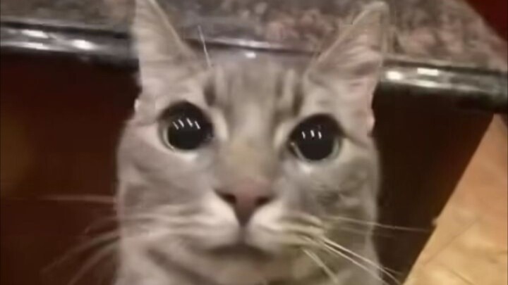 mau