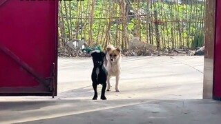 “Persahabatan antar anjing sangat sederhana dan tulus!”