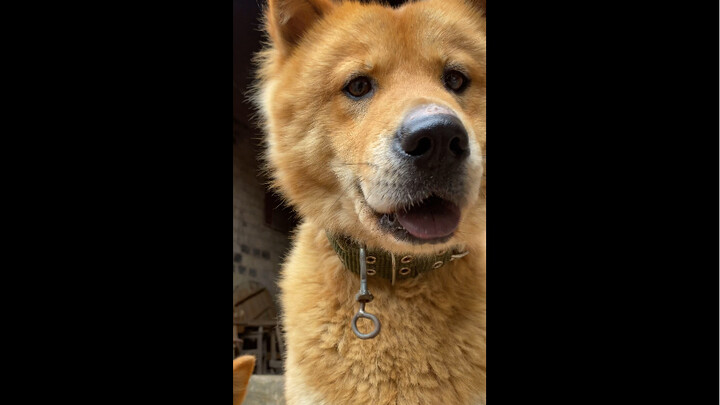 หมาที่เหมาะกับเบบี๋จีนมากกว่า!