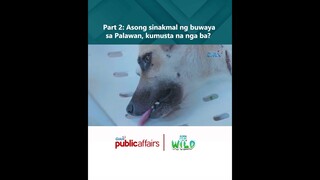 Asong sinakmal ng buwaya sa Palawan, kumusta na nga ba? | Born to Be Wild