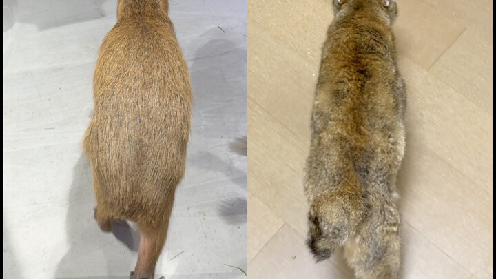 Just tell me, is Sister Mei a Bunny Cat, a Groundhog Cat, or a Capybara Cat?!