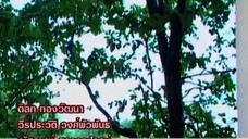 สู่แสงตะวัน 4