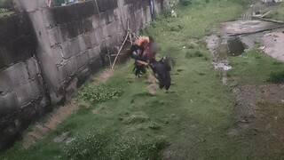 Shamo Gaming. (Part 2)