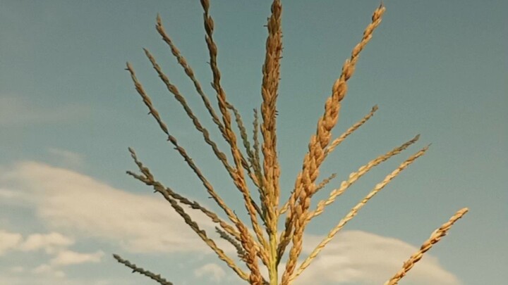 YA CONOCES LA FLOR DEL MAÍZ 🌽 ???