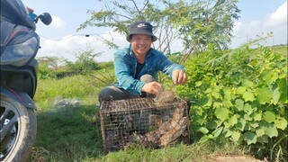 Bẫy chuột đồng khu ruộng bỏ cỏ chuột dính thấy mê/tt210