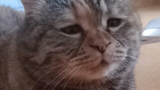Who can understand the suffering of a cat's life?