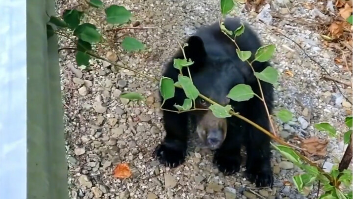 Foreign netizens help Xiong Bao escape and hand him back to his mom—deep emotions spill over, and th