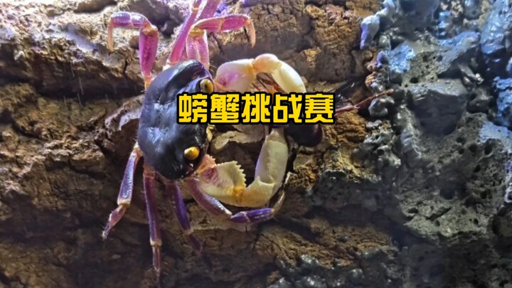 Crab Challenge