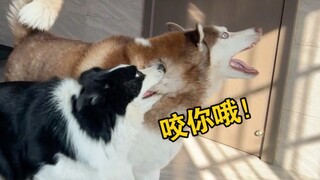 为了狗子们能好好减肥，我这只主人真是煞费苦心啊！