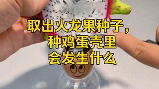 鸡蛋壳种火龙果会发生什么？非常有趣，让你意想不到。