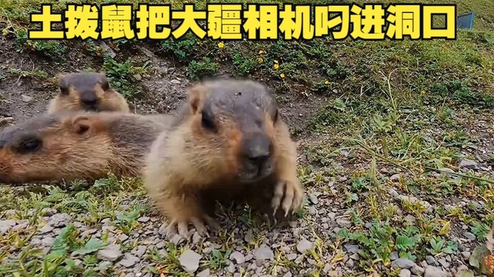 DJI Camera Snatched Into a Groundhog Hole — First-Person View!