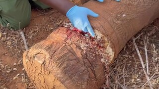 Menyelamatkan seekor gajah yang terluka akibat perangkap