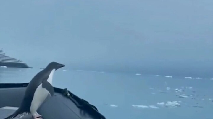 البطريق: مياه البحر باردة جدًا~