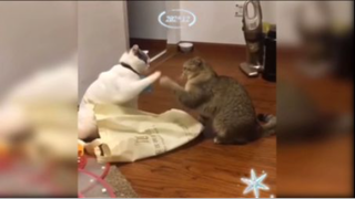 Cute and Funny Cats video