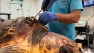 海龟身上长满藤壶，被发现时，她的血氧值极低，经过救助人员的多次清理才重获新生