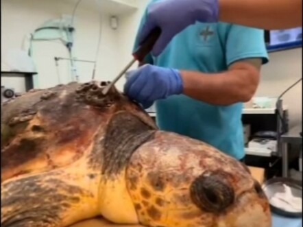 海龟身上长满藤壶，被发现时，她的血氧值极低，经过救助人员的多次清理才重获新生