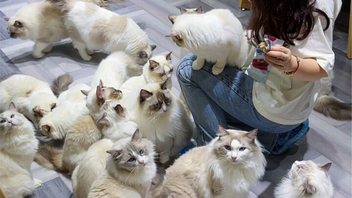 Once You Step Into a Cat Café, It’s Like Falling Into an Endless Ocean