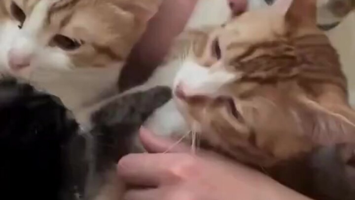 🐱🐱🐱🐱🐱