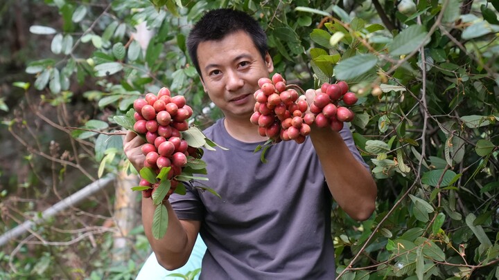 Saudara Hua Nong: Sekali masuk hutan, dapat lebih dari 1.000 yuan dari buah-buahan liar, seru banget