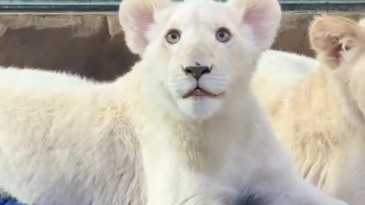 Harbin Polar Park’s star lion, Xiao Mao, and his two gorgeous girlfriends are all super cute!