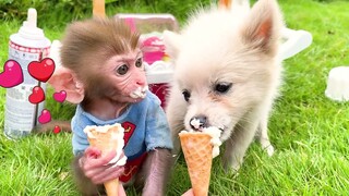 Monkey Baby Bon Bon goes to the supermarket to buy food and eats rainbow ice cream with the puppy