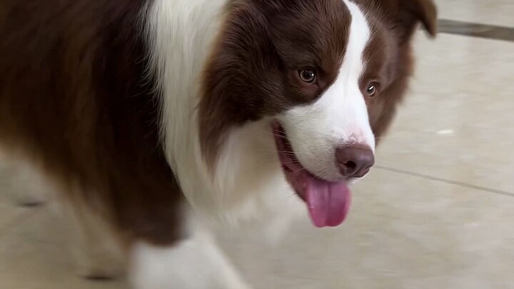 คนอื่นเขาเล่นหยอกหมากัน แต่เจ้าตัวนี้ในบ้านฉันกลับมาเล่นกับฉันแทน