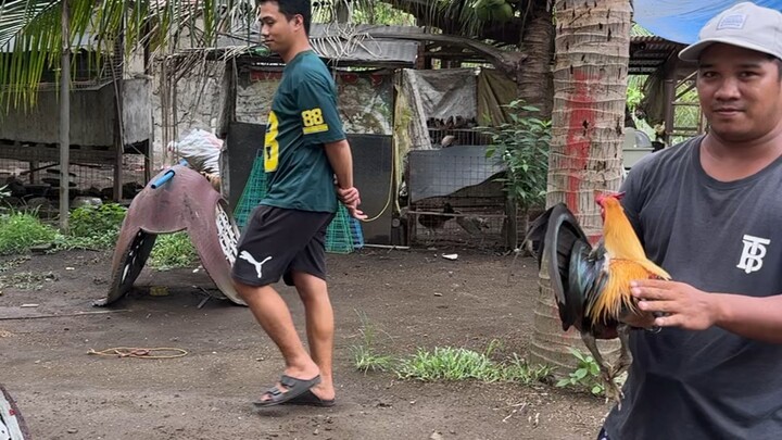 Nasa breeding pa sila 🐓