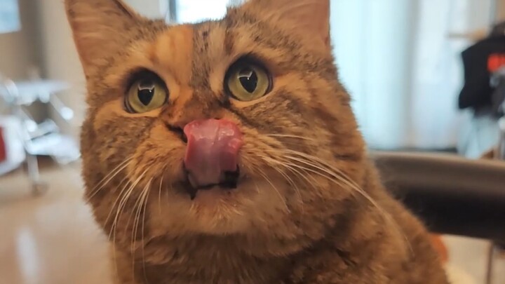 My mom says I eat cat treats faster than she slurps noodles.