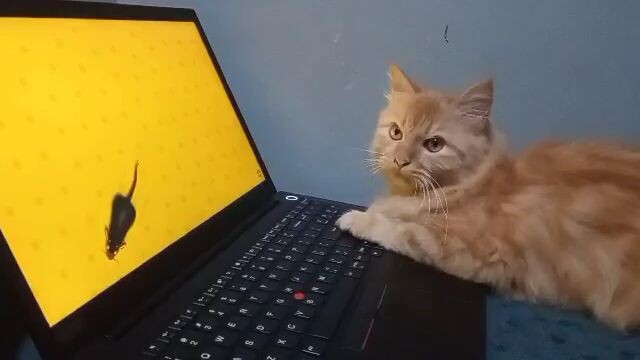 cat playing on laptop