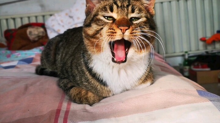 How adorable that this cat can clean himself