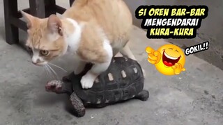 Lucu Banget! Melihat Keseruan Kucing Oren dan Kura-kura yang Sedang Bermain