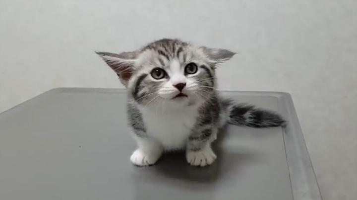 Mèo con lần đầu tiên đến bệnh viện, đôi tai sợ đến mức xẹp hẳn lại.