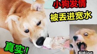 小狗总跟女生一起玩，吊人便把它扔进宽水然后一起洗澡，狗狗却爆发了，真实！