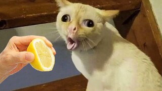 Funniest Animals 2023 😂 New Funny Cats and Dogs 😺🐶 Part 1