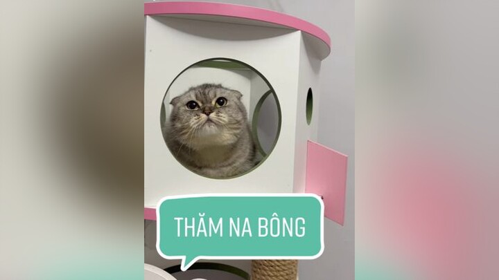 Giàu mà láo nha  Bông daily 🌵 Bé Mon mèo cat