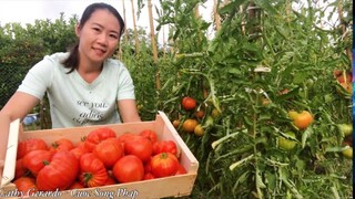 Thăm vườn rau sạch ở Pháp | Thu hoạch cà chua tim bò cho món salade Ý | Cuộc sống pháp | thôn quê