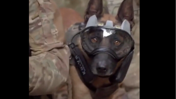 อุปกรณ์ประจำกายของสุนัขทหารแต่ละตัวทรงพลังแค่ไหน?