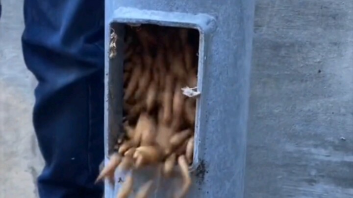 The squirrel went out and came back to find that the New Year's goods had been stolen