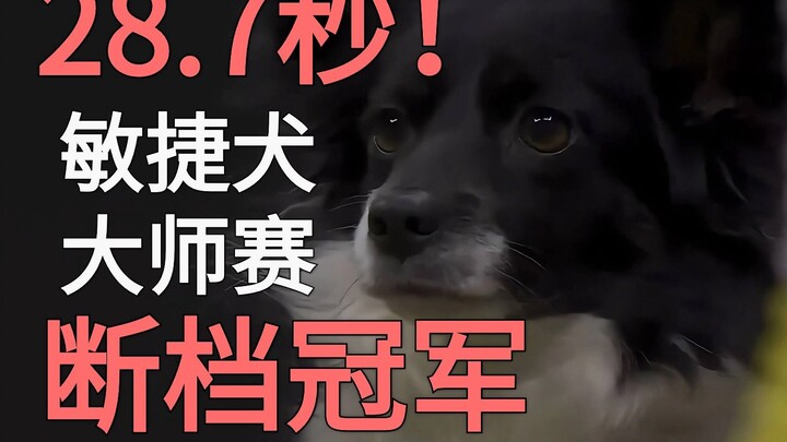 Một nhà vô địch mới đã được vinh danh tại Dog Agility Masters! Chú chó Nimble đã vượt qua tất cả mọi