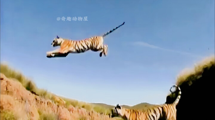 When tigers arrived in Africa, they could not eat enough.